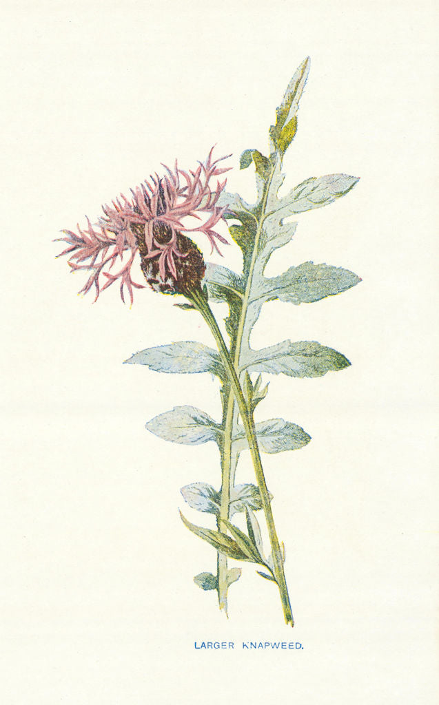 Larger Knapweed. Wild Flowers by Frederick Edward Hulme c1895 old print